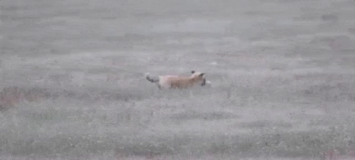 An Eagle Is Flying Over A Field With A Cat In Its Beak . GIF
