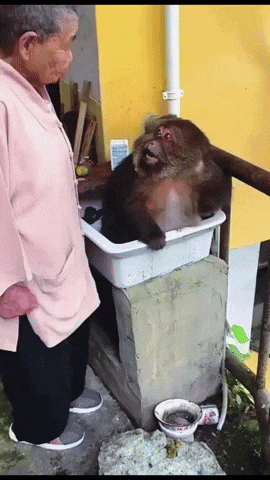 An Elderly Woman Stands Next To A Monkey In A White Container GIF