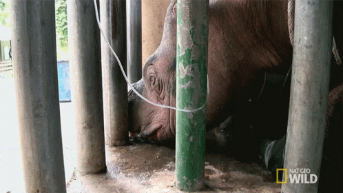 An Elephant Is In A Cage With A National Geographic Wild Logo Behind It GIF