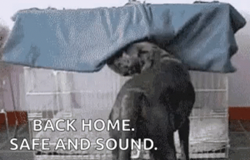 An Elephant Is Standing Under A Blue Tarp . GIF