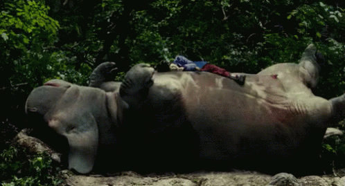 An Elephant Laying On Its Back In The Woods With A Blue Shirt On Its Back GIF