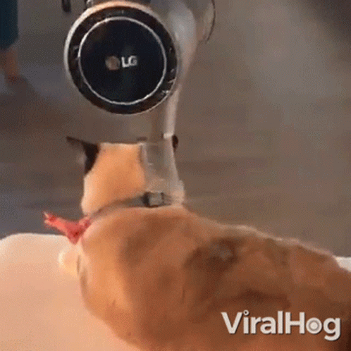An Lg Vacuum Cleaner Is Being Used To Clean A Cat 'S Nose GIF