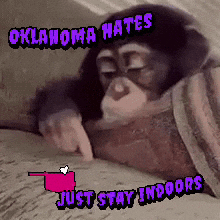 An Oklahoma Hates Just Stay Indoors Monkey GIF