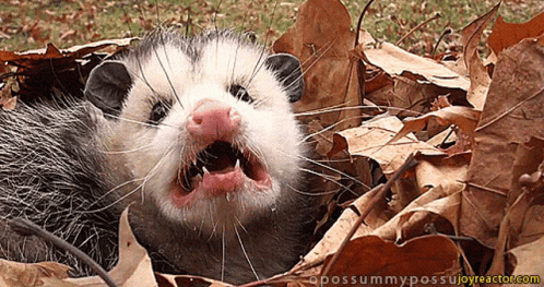 An Opossum Laying In A Pile Of Leaves With Its Mouth Wide Open GIF
