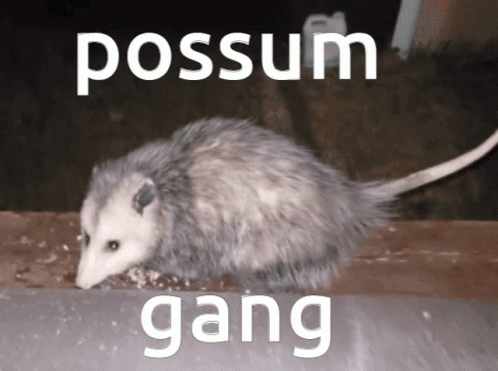 An Opossum With The Words Possum Gang Written On The Bottom GIF