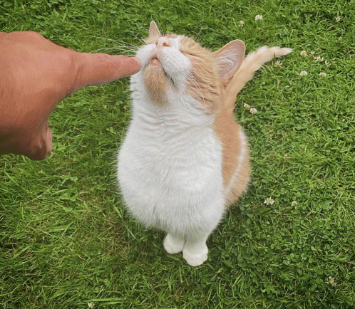 An Orange And White Cat Is Being Petted By A Person 'S Finger GIF
