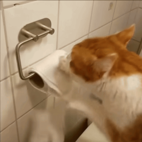 An Orange And White Cat Is Playing With A Roll Of Toilet Paper GIF