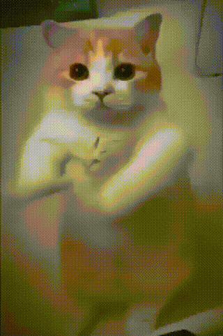 An Orange And White Cat Is Standing On Its Hind Legs In A Bathtub GIF