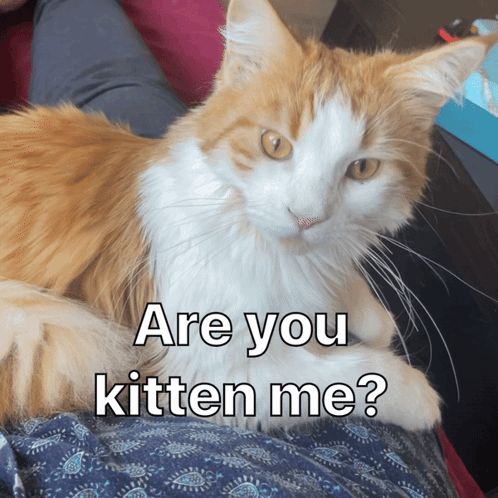 An Orange And White Cat Laying On A Person 'S Lap With The Caption " Are You Kitten Me " Above It GIF