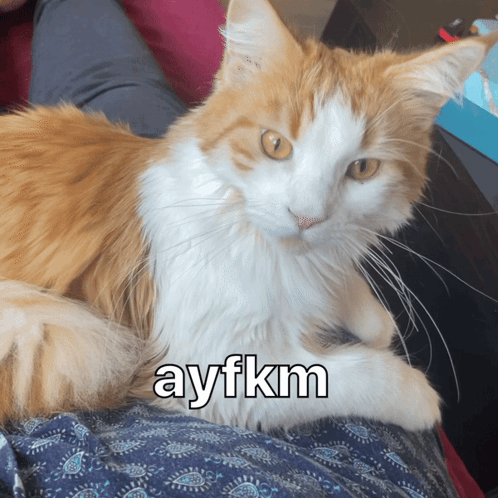 An Orange And White Cat Laying On A Person 'S Lap With The Caption Ayfkm GIF