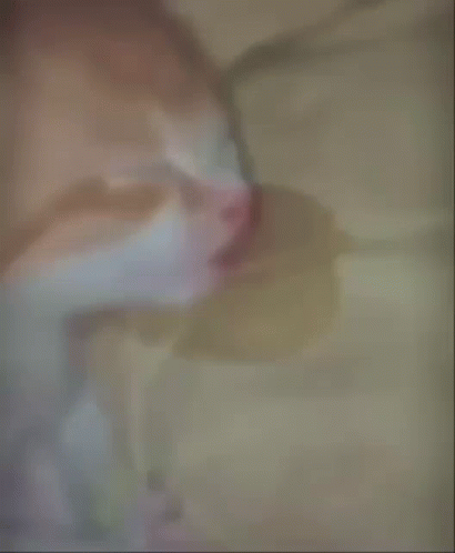 An Orange And White Cat Sleeping On A Bed GIF