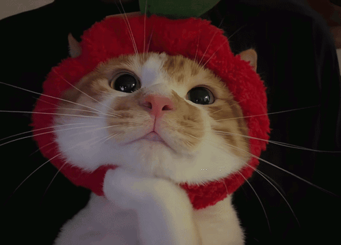 An Orange And White Cat Wearing A Red Hat Looks At The Camera GIF