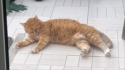 An Orange Cat Is Laying On A White Tile Floor GIF