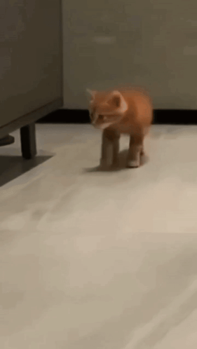 An Orange Kitten Is Walking On A White Tiled Floor GIF