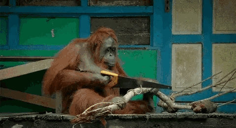An Orangutan Is Cutting A Branch With A Saw While Sitting On A Bench . GIF