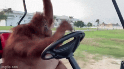 An Orangutan Is Sitting In The Driver 'S Seat Of A Golf Cart And Playing With The Steering Wheel . GIF