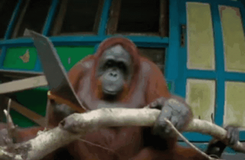 An Orangutan Is Sitting On A Tree Branch Using A Laptop GIF