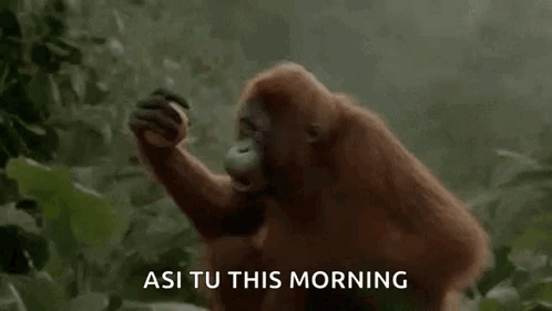 An Orangutan Is Standing In The Jungle Eating A Banana . GIF