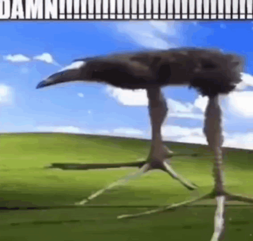 An Ostrich With Very Long Legs Is Standing In A Field . GIF