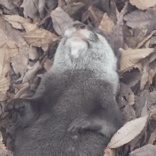 An Otter Is Laying On Its Back In A Pile Of Leaves Looking Up GIF