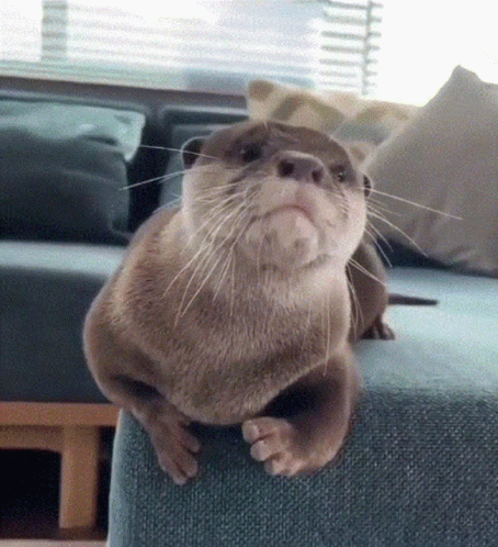 An Otter Is Sitting On A Blue Couch And Looking At The Camera . GIF