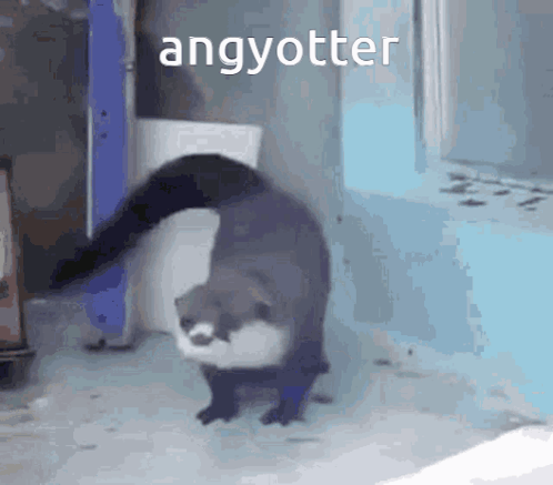 An Otter Is Walking In Front Of A Window With The Word Angyotter Above It GIF