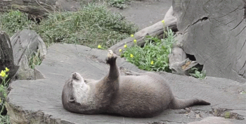 An Otter Laying On Its Back On A Rock With Its Paw Up GIF