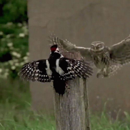 An Owl And A Woodpecker Are Standing On A Post GIF