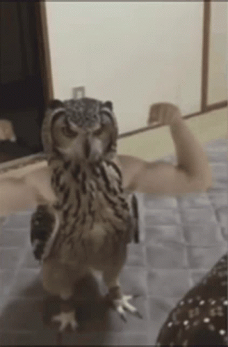 An Owl Flexing Its Muscles While Standing On A Carpet GIF