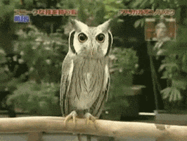An Owl Is Perched On A Branch In Front Of A Sign That Says ' Owls ' GIF