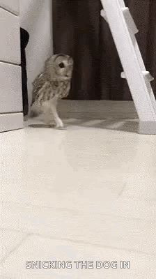 An Owl Is Standing On Its Hind Legs Next To A Ladder On The Floor . GIF