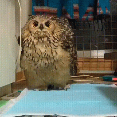 An Owl Sitting On Top Of A Blue Blanket GIF
