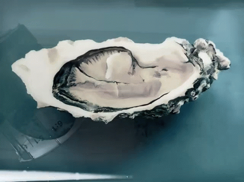 An Oyster Is Sitting On A Blue Surface Next To A Measuring Tape That Says 1-9 GIF