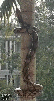 Anaconda Python Climbing A Tree GIF
