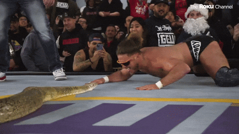Anaconda Snake Wrestling GIF