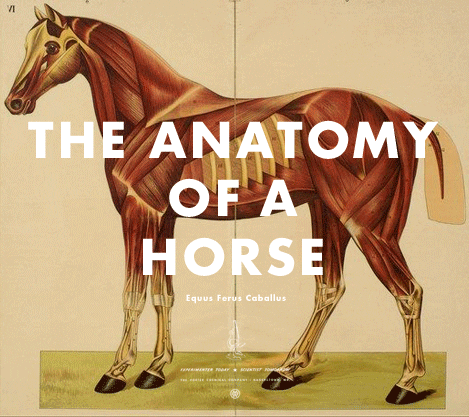 Anatomy Of A Horse GIF