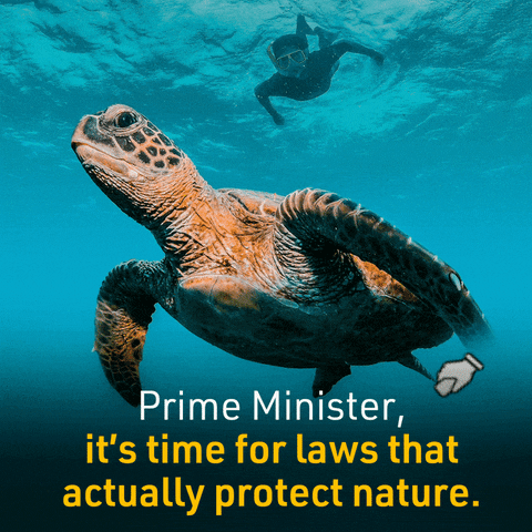 And The Turtle Its Gone GIF