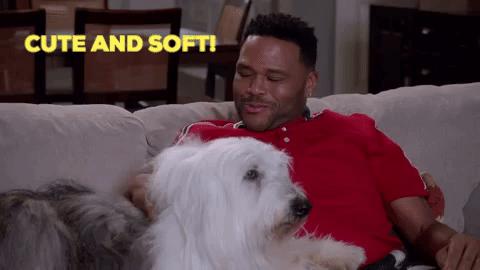 Andre Johnson Cute And Soft Dog GIF