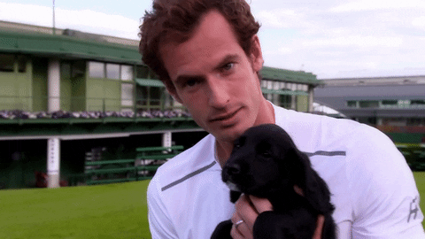 Andy Murray Kissing GIF