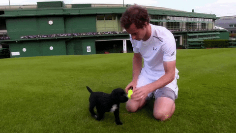 Andy Murray With A Puppy GIF