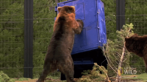 Angry Bear Nat Geo Wild GIF