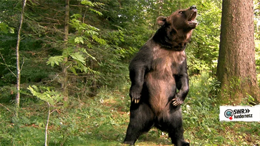 angry-bear-roar-forest-ap2a8g0cio87c3d7.webp