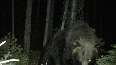 Angry Bear Wild Attack Camera GIF