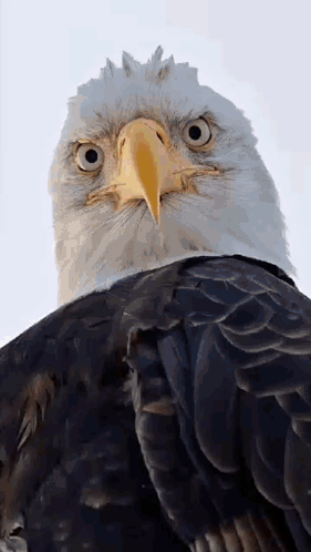 Angry Bird Says Go Back in Time to Get Turkeys Off the Menu