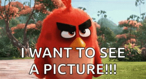 Angry Bird Wants To See Picture GIF