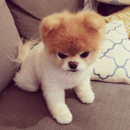 Angry Boo Pomeranian Dog GIF