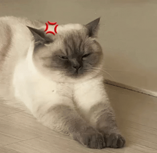 Angry Cat Grumpy Bored Face GIF