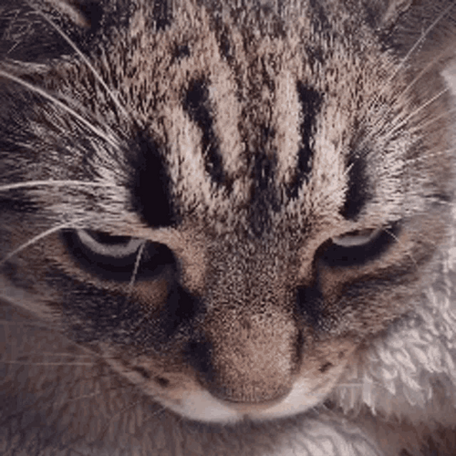Angry Cat GIFs