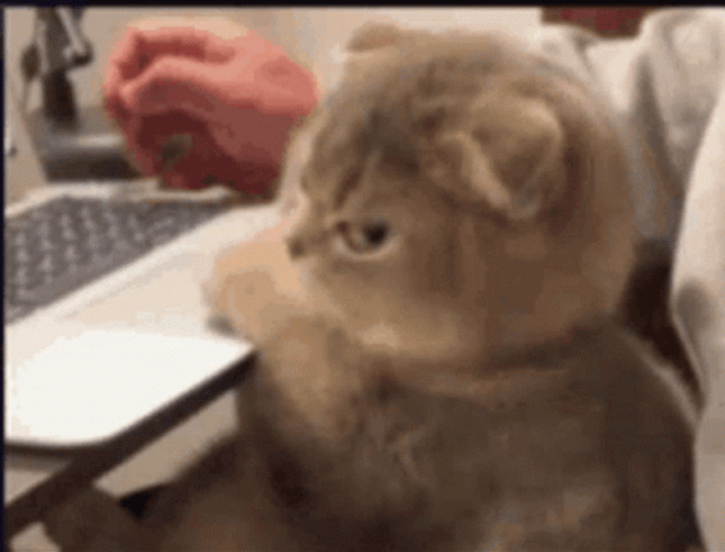 Angry Angry Cat GIF - Angry Angry cat Memeshyne - Discover & Share GIFs