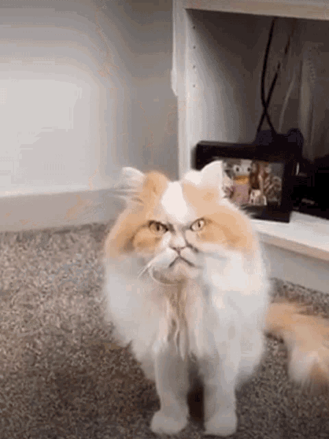 Angry Cat Face Reaction Zoom Screen GIF